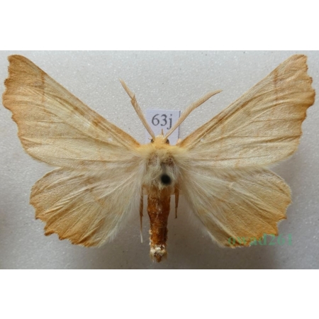 Ennomos autumnaria (Werneburg, 1859) male Latalec jesieniak Czech63j
